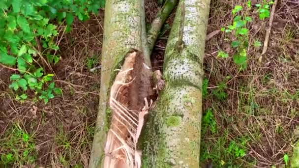 Eine Alte Birke Fiel Nach Einem Sturm Ein Maisfeld Verschiedene — Stockvideo