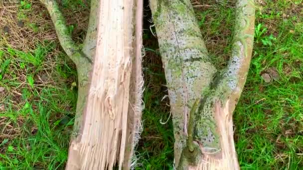 嵐の後 古い白樺がトウモロコシ畑に落ちた 木の異なる角度 — ストック動画