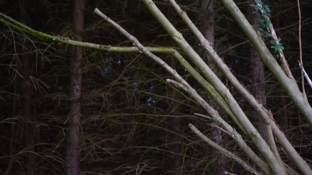Des arbres détruits après une tempête tracent le chemin à travers la nature 