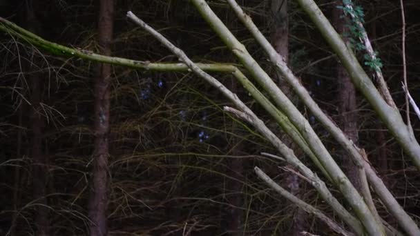 Vernietigde Bomen Een Storm Lijn Het Pad Door Natuur — Stockvideo