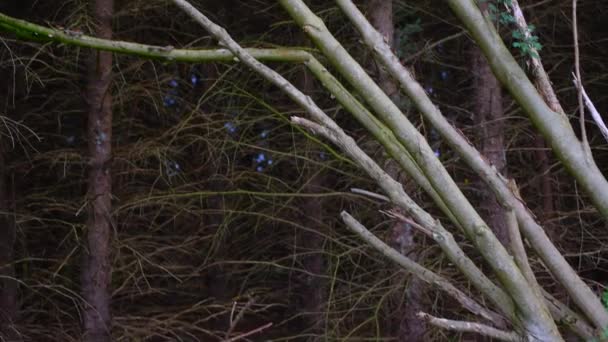 Förstörda Träd Efter Storm Linje Vägen Genom Naturen — Stockvideo