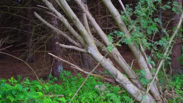 Alberi Distrutti Dopo Una Linea Tempesta Sentiero Attraverso Natura — Video Stock