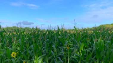 Mısır tarlasında ayçiçeği fotoğrafları