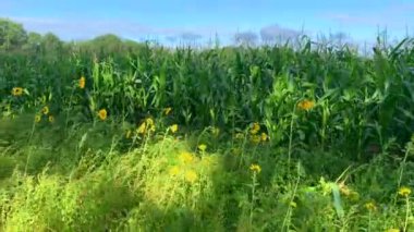 Mısır tarlasında ayçiçeği fotoğrafları