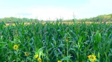 Mısır tarlasında ayçiçeği fotoğrafları