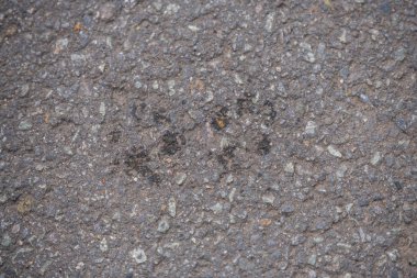 Beton bir ülke yolda bir köpek ayak izleri