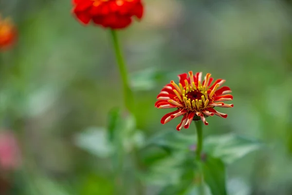 Lysande blommor med sina blommor är i fokus — Stockfoto
