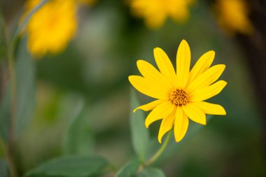 Parlak renkler ve s ile bir çiçek ön planda bir çiçek