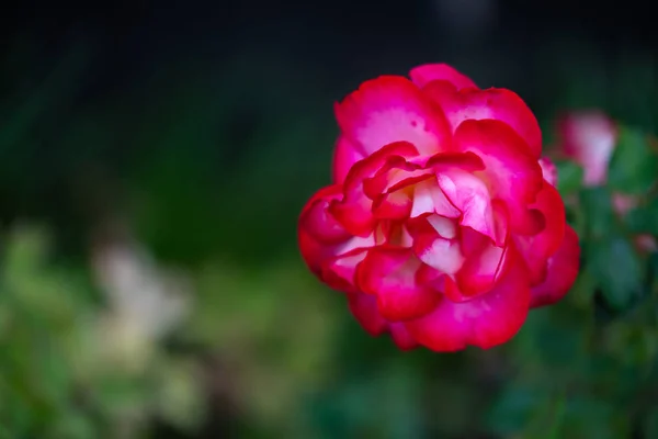 Uma flor em primeiro plano de uma flor com cores brilhantes e s — Fotografia de Stock