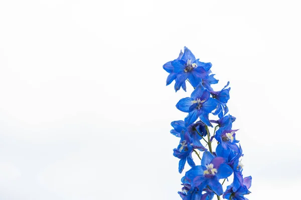 Uma flor em primeiro plano de uma flor com cores brilhantes e s — Fotografia de Stock