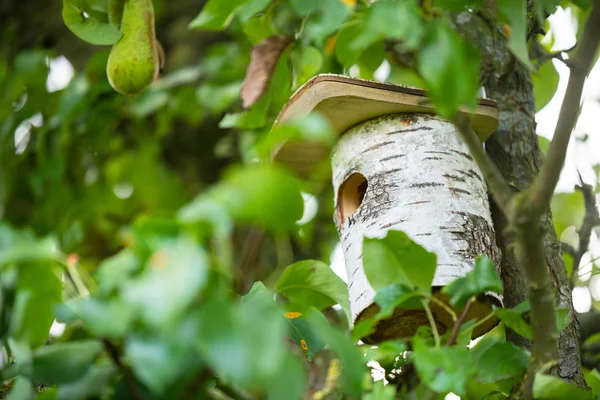 Una casa de pájaros está escondida en lo profundo de un árbol para que los pájaros puedan — Foto de Stock