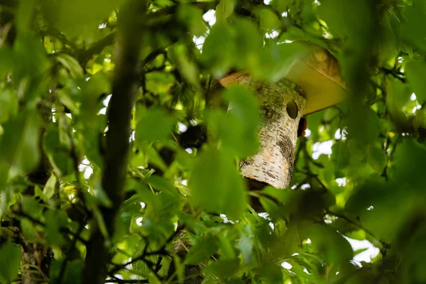 Una casa de pájaros está escondida en lo profundo de un árbol para que los pájaros puedan — Foto de Stock