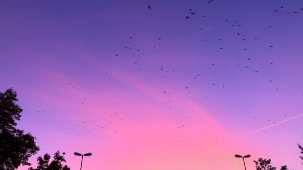 许多小鸟在五颜六色的紫色天空中在空中飞翔 — 图库视频影像