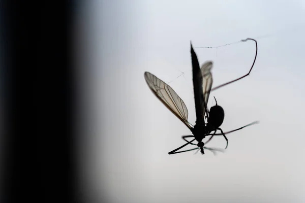 Una araña ha cogido un insecto volador en su red y lo chupa — Foto de Stock