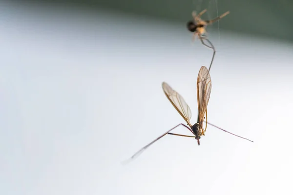 Una araña ha cogido un insecto volador en su red y lo chupa — Foto de Stock