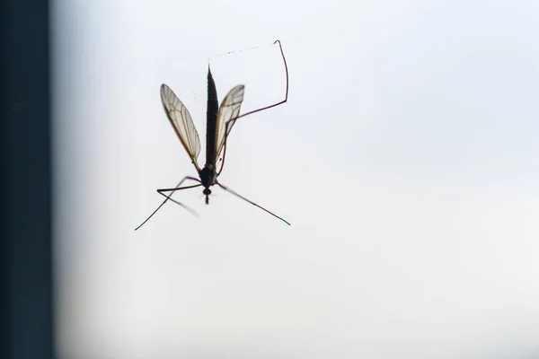 Une araignée a attrapé un insecte volant dans sa toile et le suce — Photo