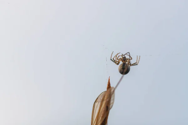 Uma aranha pegou um inseto voador em sua teia e chupa — Fotografia de Stock