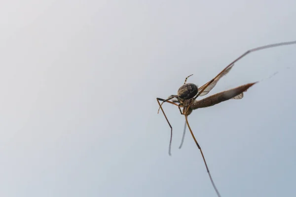 Uma aranha pegou um inseto voador em sua teia e chupa — Fotografia de Stock