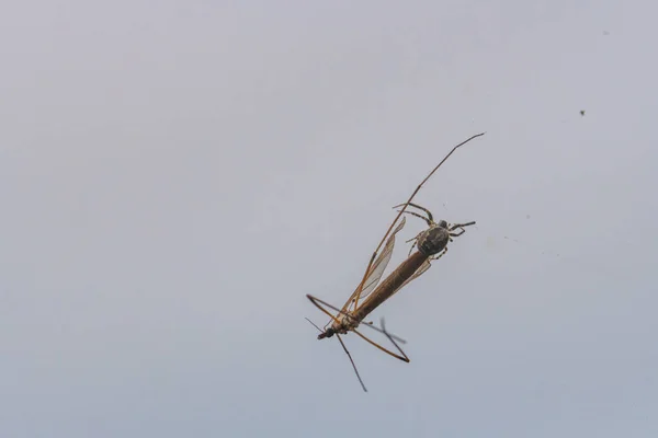 Una araña ha cogido un insecto volador en su red y lo chupa — Foto de Stock