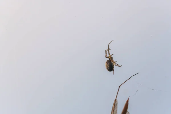 Una araña ha cogido un insecto volador en su red y lo chupa — Foto de Stock