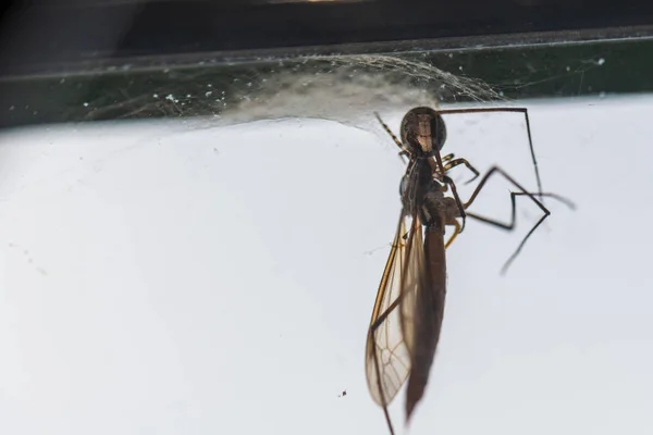 Una araña ha cogido un insecto volador en su red y lo chupa — Foto de Stock