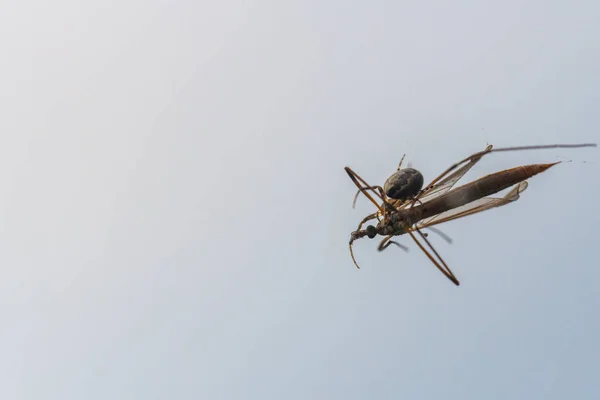 Μια αράχνη έχει πιάσει ένα ιπτάμενο έντομο στο ιστό της και το ρουφάει — Φωτογραφία Αρχείου