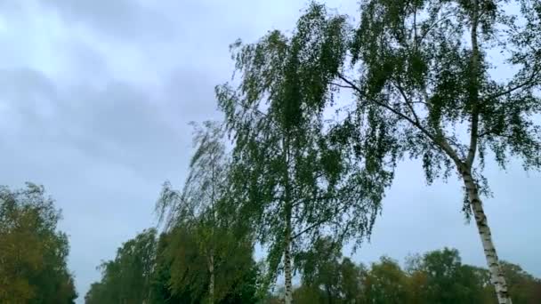 小さな嵐の間に風に吹かれて葉 空は雲に覆われている スローモーション — ストック動画
