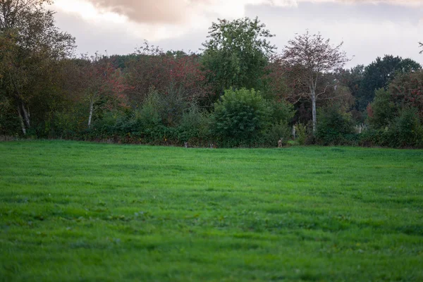 Alcuni cervi sono in piedi in un campo vicino al limite — Foto Stock