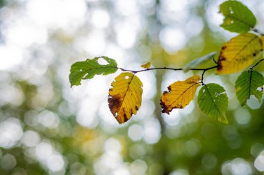 Sonbaharda yaprakların üzerinde açık kahverengi tonlar gelir.