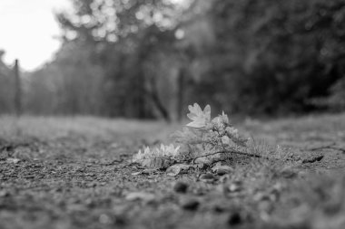 Bir meşenin küçük bir dalı, uzak bir şeritte siyah bir şeritte uzanıyor ve...