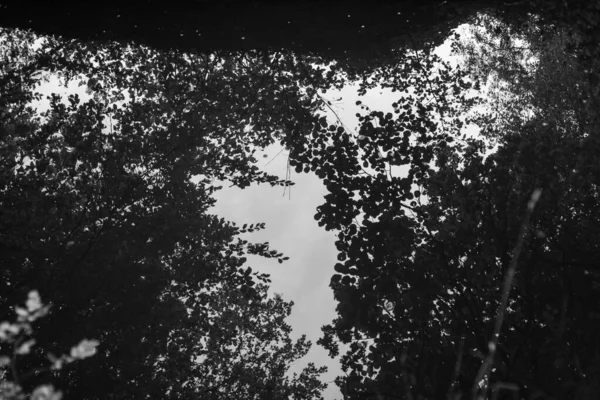 Zwart-wit foto 's van een prachtig oud bos in Duitsland — Stockfoto