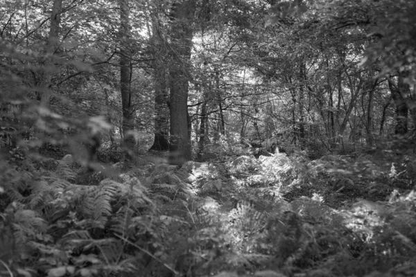 Preto e branco tiros de uma bela floresta velha na Alemanha — Fotografia de Stock