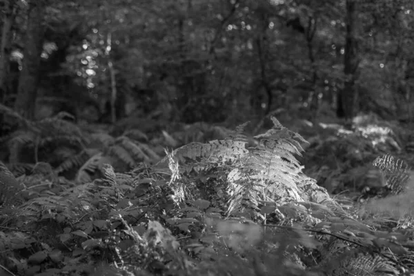 Preto e branco tiros de uma bela floresta velha na Alemanha — Fotografia de Stock