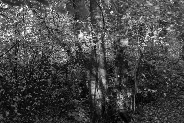 Preto e branco tiros de uma bela floresta velha na Alemanha — Fotografia de Stock