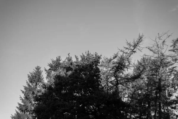 Preto e branco tiros de uma bela floresta velha na Alemanha — Fotografia de Stock