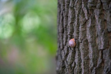 Ağaçta küçük bir salyangoz kabuğu var ve salyangoz bir nefes alıyor.