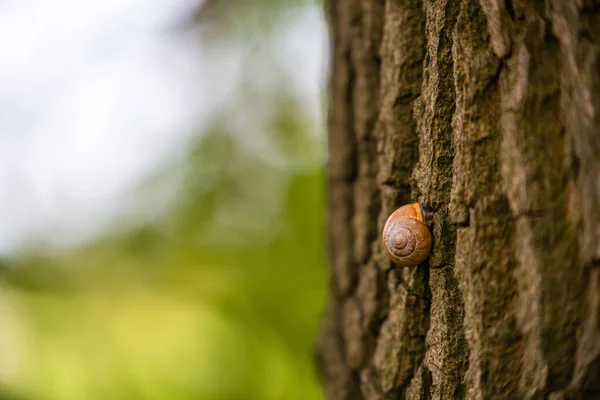 C'è un piccolo guscio di lumaca su un albero e la lumaca prende una br — Foto Stock