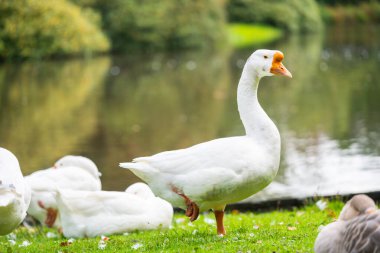 Bacağını ısıran gevşek vahşi kuşlara odaklan.