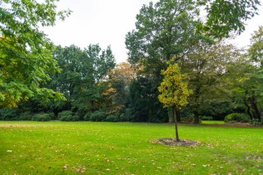 Sonbahar yüzünü ağaçlarda gösterir ve izin verir.