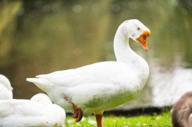 Bacağını ısıran gevşek vahşi kuşlara odaklan.