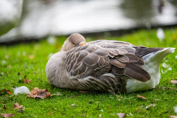 Focus on relaxed wild birds nipping  on a leg