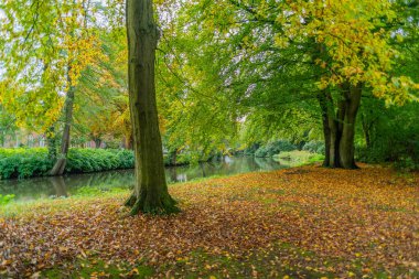 Sonbahar yüzünü ağaçlarda gösterir ve izin verir.