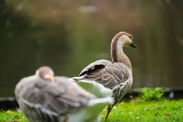 Fokus auf entspannte Wildvögel, die am Bein knabbern — Stockfoto