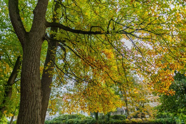 Sonbahar yüzünü ağaçlarda gösterir ve izin verir. — Stok fotoğraf