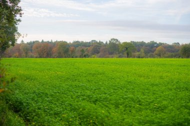 Yavaşça büyüyen ve henüz tam çiçek açmamış bir tecavüz alanı. 