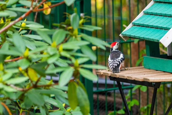 Een specht verzamelt voedsel uit een vogelhuis en gaat op een tafel zitten. — Stockfoto