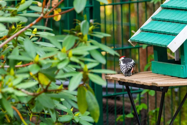 Een specht verzamelt voedsel uit een vogelhuis en gaat op een tafel zitten. — Stockfoto