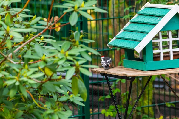 Un picchio raccoglie il cibo da una casa di uccelli e si siede su un tavolo — Foto Stock