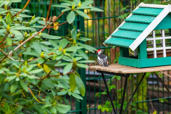 Een specht verzamelt voedsel uit een vogelhuis en gaat op een tafel zitten. — Stockfoto