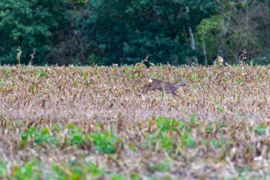 Bir geyik köpek sahibi tarafından rahatsız edildi ve tarlalardan koşarak geçti.
